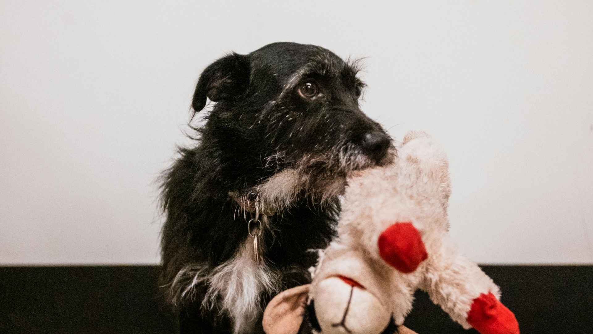 perrita con peluche